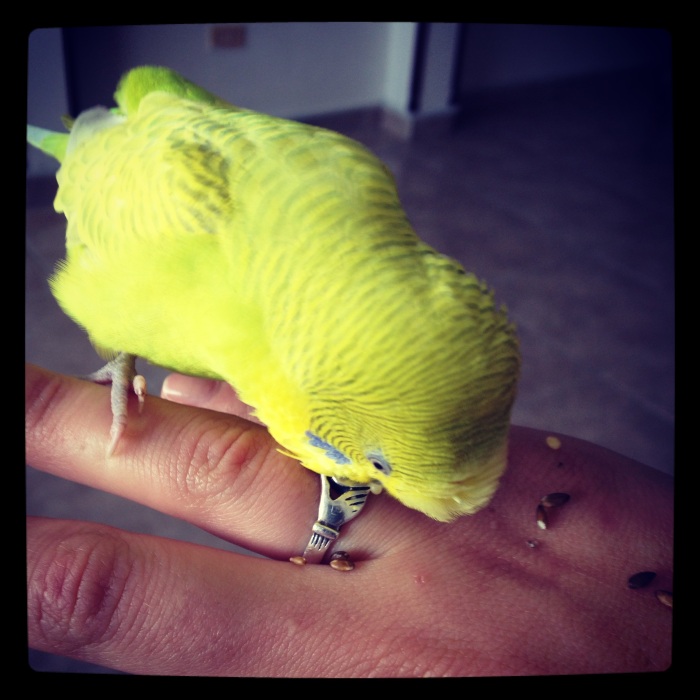 Tobi - the Benevides' bird. We quickly became friends! 